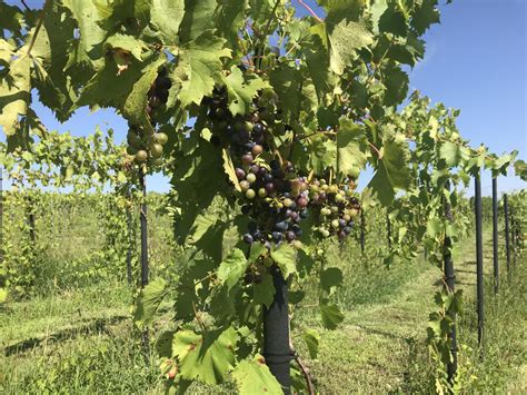 Specialty Crop Block Grants Awarded