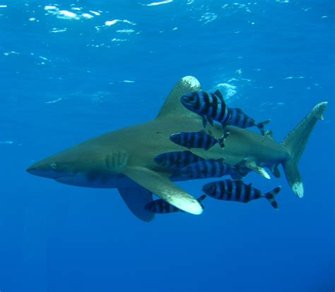 Oceanic Whitetip Shark - Sharkwater Extinction