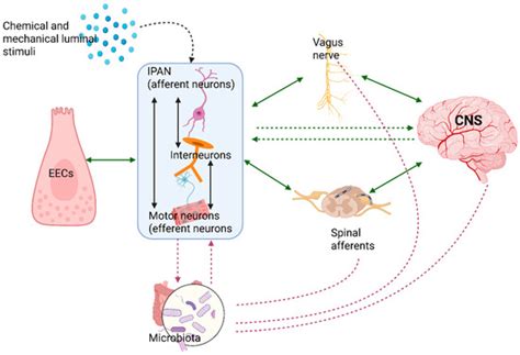 Rewiring the Brain Through the Gut: Insights into Microbiota–Nervous ...