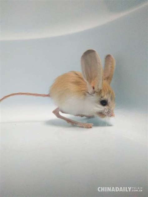 新疆发现濒危灭绝物种长耳跳鼠 被称为“沙漠中的米老鼠” - 中国日报网