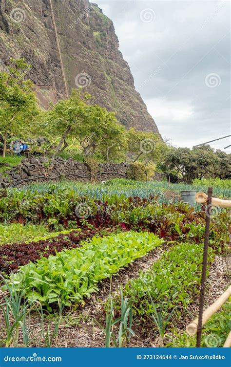 Faja Dos Padres, Madeira Island, Portugal Accesible only by Cablecar ...