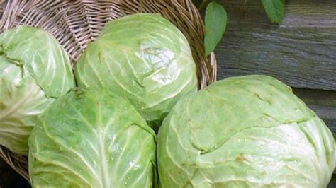 Health benefits of cabbage: കാബേജ് കഴിക്കുന്നത് ശീലമാക്കിക്കൊള്ളൂ ...