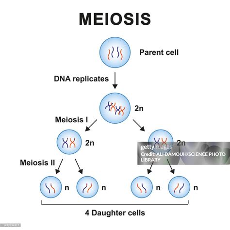 Meiosis Phases Illustration High-Res Vector Graphic - Getty Images