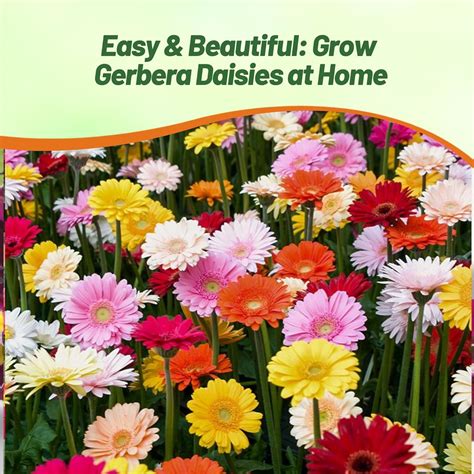 Gerber Daisy Seeds Gathering