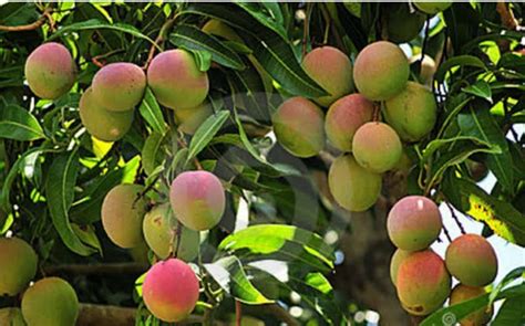 Balbasaur Exotic Alphonso Mango Plant (Ratnagiri) Grafted 1 Healthy ...