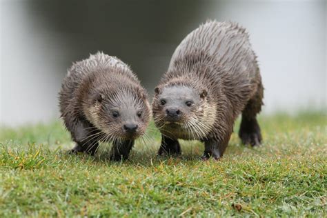 Otter Facts - UK Wild Otter Trust