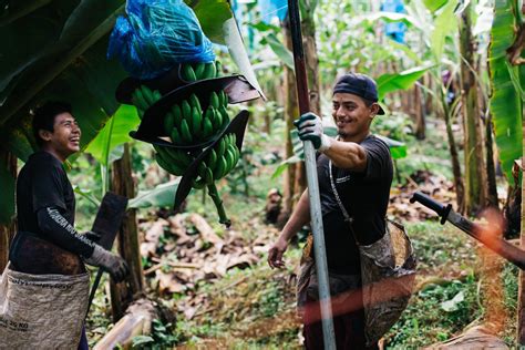 Rainforest Alliance Certification and Beyond: Useful Tools for Company ...