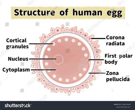 Structure Human Egg Ovum English Language Stock Illustration 2208674949 | Shutterstock