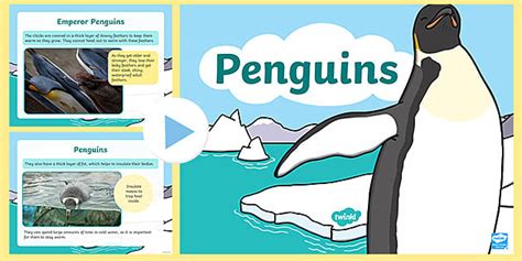 Penguin Awareness Day | Holidays and Special Events | Twinkl