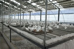怎样提高养鸽场的经济效益？_种鸽-肉鸽-天成鸽业养殖基地