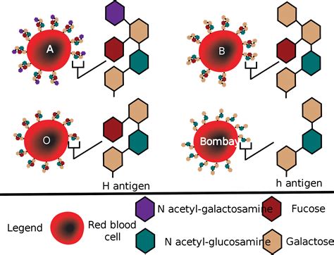 Lecture Notes in Medical Technology: Lecture #4: THE ABO BLOOD GROUP SYSTEM