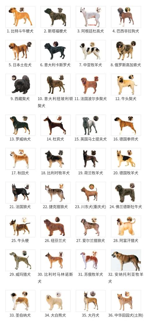 广州哪些狗不能养？广州哪些狗不能办狗证？（附名称+图片）