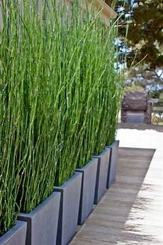 Privacy Plants by Add Privacy To Your Garden Or Yard With Plants Privacy Plants