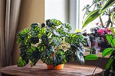 piante da davanzale begonias how to plant grow care for a begonia plant piante da davanzale begonias how to plant grow care for a begonia plant
