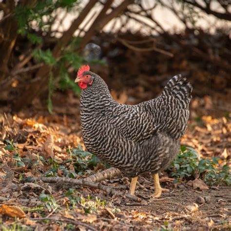 Chicken Breeds For Beginners Best Egg Laying Chickens For Your