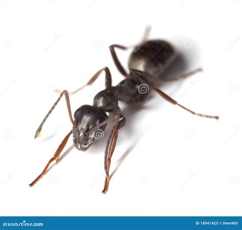Black Garden Ants, Lasius Niger Living Under Patio, Here With Cocoons ...