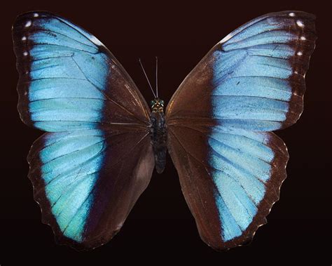 Black And Blue Butterfly Meaning: Symbolic And Religious - Gathering ...