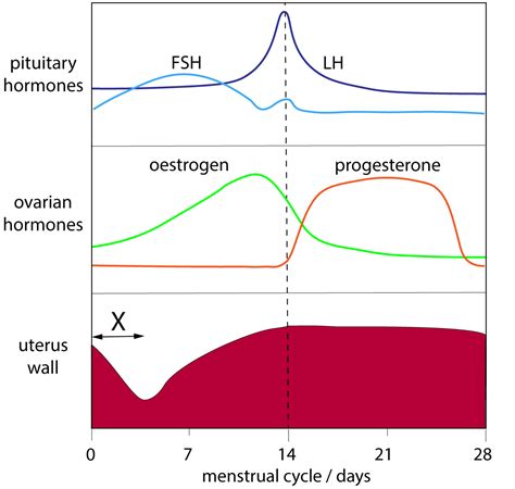 Period Cycle Graph 的图像结果