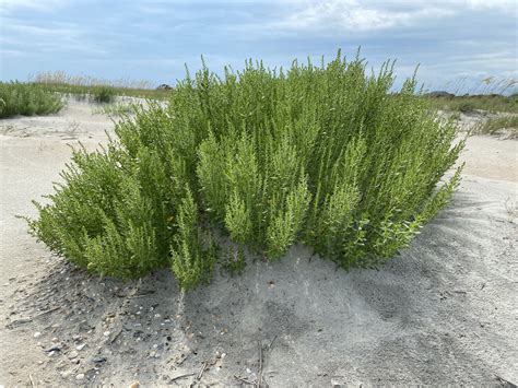Iva imbricata (Dune Marsh-elder) - FSUS