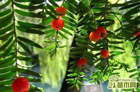 红豆杉的养殖方法 红豆杉的功效与作用 红豆杉简介 - 花卉植物 - 中国装饰网 装修网 家居装饰装修