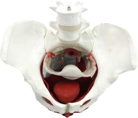 Buy Pelvic Floor Model, Pelvic Floor Muscle ical Model with Removable ...