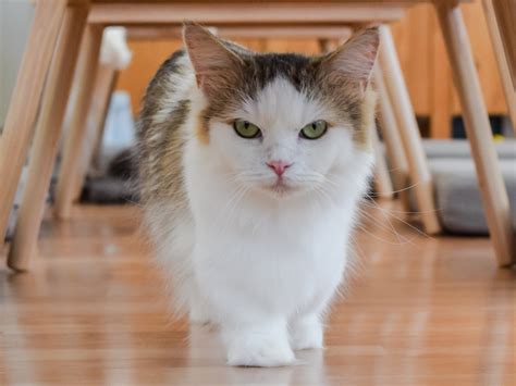 Cat Runway 的图像结果