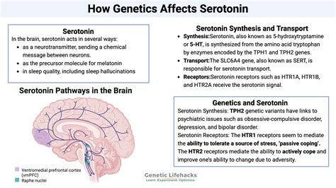 Serotonin Neurotransmitter Serotonin Pathway In The Human Brain.