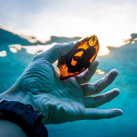 Shark Eggs Hatching