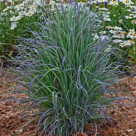 Little Bluestem 'Twilight Zone' | Native Gardeners