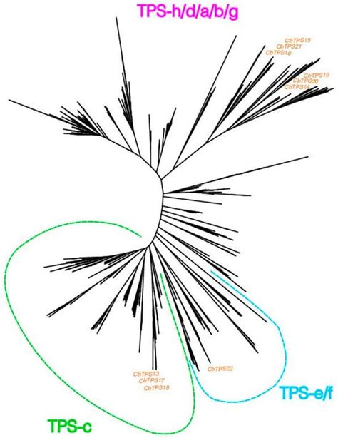 Preliminary Identification of Putative Terpene Synthase Genes in ...