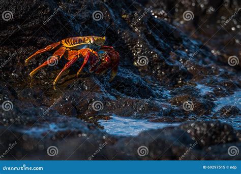 Sally Lightfoot Crab beside Black Rock Pool Stock Image - Image of ...