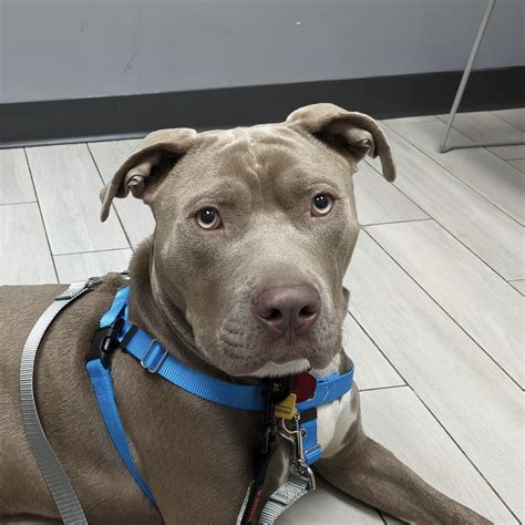 Mango - 15/10 Foundation