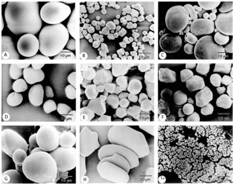 FNB News - Potato as a source of starch: Indian scenario | FNB News