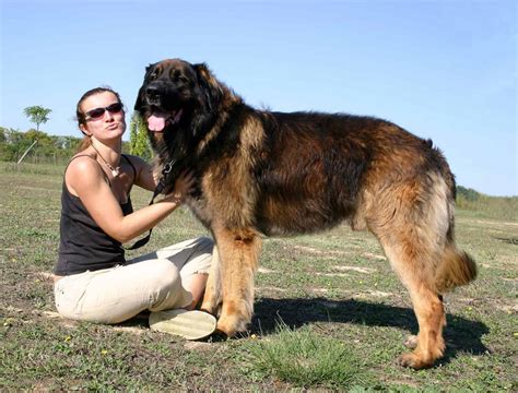 The Leonberger - A Comprehensive Guide to the Lion-like Gentle Giant - K9 Web