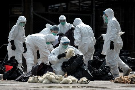 中国拒绝向美国提供H7N9禽流感病毒样本 - 纽约时报中文网