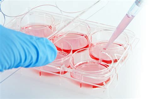 Cell Culture Basics