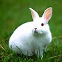 Image result for Bunnies in Gardern Flowers