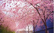 Nature Cherry Blossom Laptop Wallpaper by Cherry Blossom Desktop Backgrounds Wallpaper Cave Nature Cherry Blossom Laptop Wallpaper