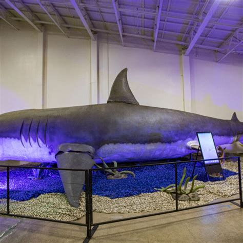Blue Whale Size Comparison To Megalodon