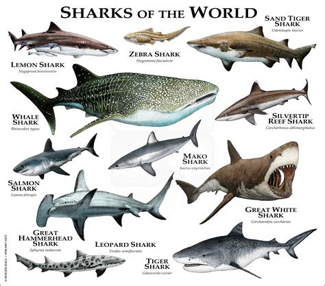 Types Of Sharks