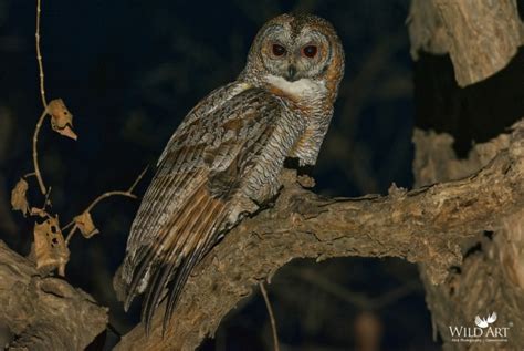 Mottled Wood Owl | Wood Owls | Owls (Strigidae) | Owls (Tytonidae ...