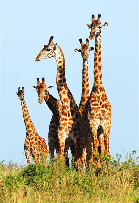 一只长颈鹿站在绿树前高清图片下载-正版图片505324367-摄图网