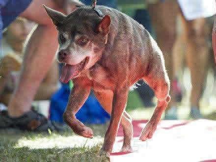 50万一只不肯卖，无良狗贩创造出的卡西莫多犬，身世令人泪目