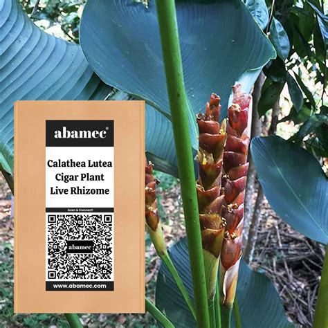 abamec Calathea Lutea Cigar Plant, Cigar Calathea, Live Plant Bulb ...