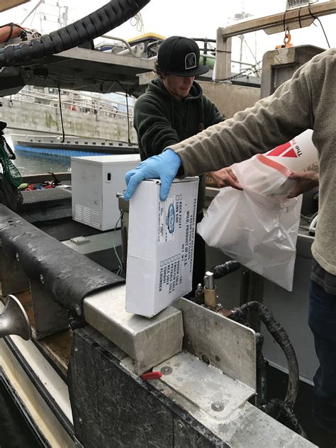 Image result for Geoduck Digging