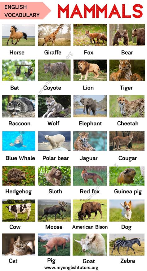 7 Letter Mammals Names - Letter Structure Basics