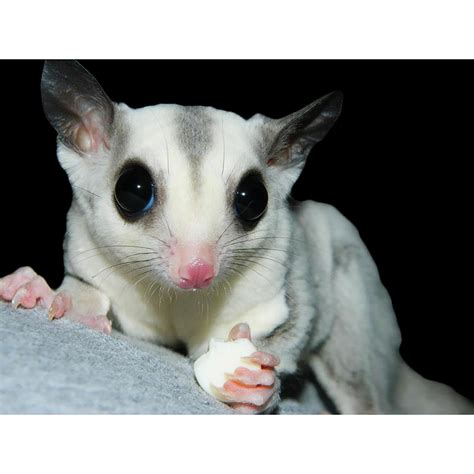 Basic Sugar Glider Information