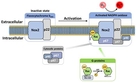 NADPH Oxidases (NOX): An Overview from Discovery, Molecular Mechanisms to Physiology and Pathology