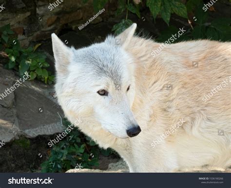 Tundra Wolf Canis Lupus Albus Known Stock Photo 1536180266 | Shutterstock