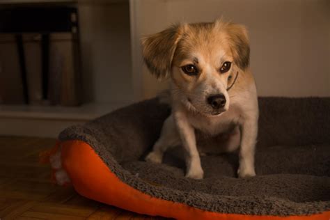 Dogs First Hour Home 的图像结果